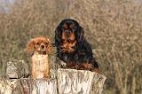 CAVALIER KING CHARLES 391